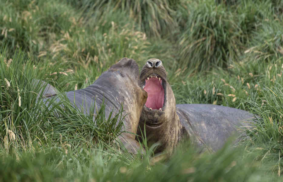 Elefante Marino - islas Georgias del Sur 09.jpg